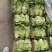 意大利生菜精品江苏生菜，大量上市，价格优惠质量好，欢迎下单