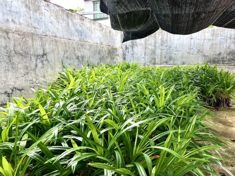 海南儋州优质阳光斑兰苗