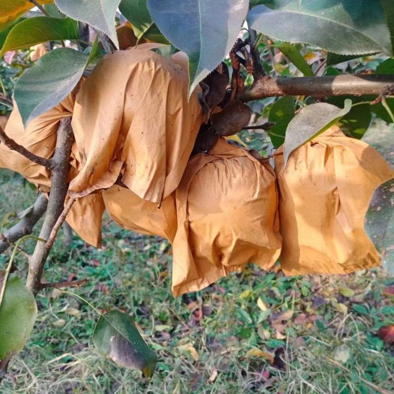 晚秋黄梨规格齐全甜蜜无渣产地直供货源充足价格优惠