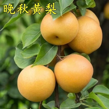 晚秋黄梨甜蜜无渣产地直供对接商超加工厂档口市场批发