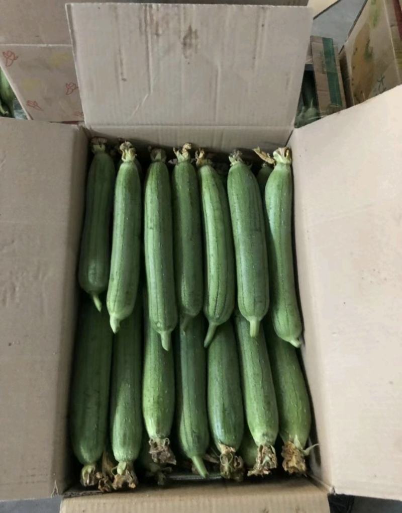 江苏精品香丝瓜油皮丝瓜大量供货产地直供实力供商超