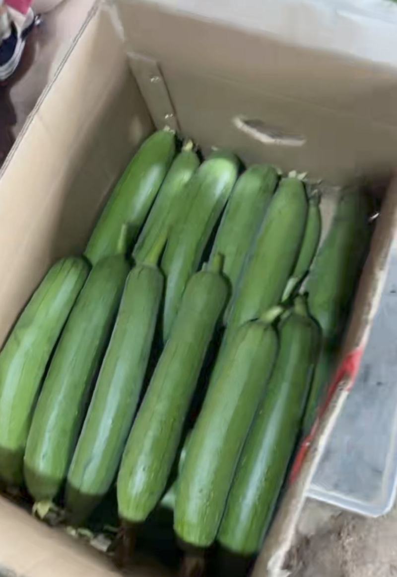 江苏精品香丝瓜油皮丝瓜大量供货产地直供实力供商超