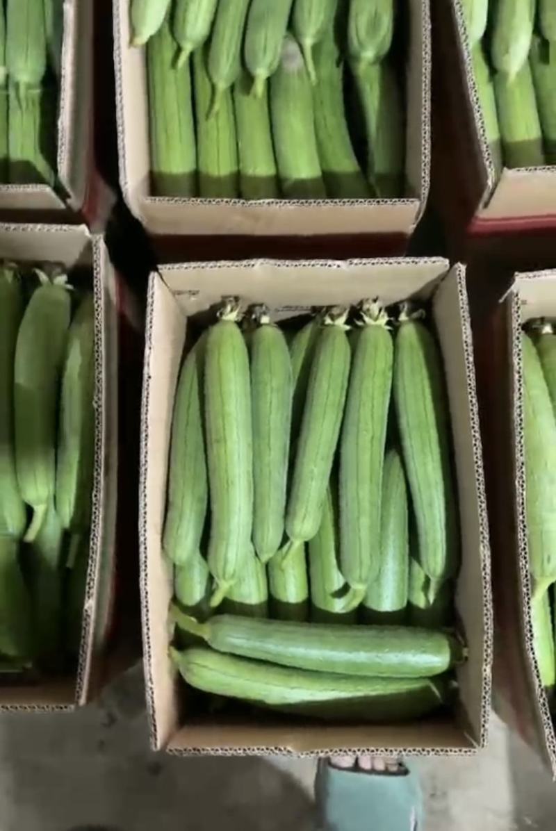 江苏精品香丝瓜油皮丝瓜大量供货产地直供实力供商超