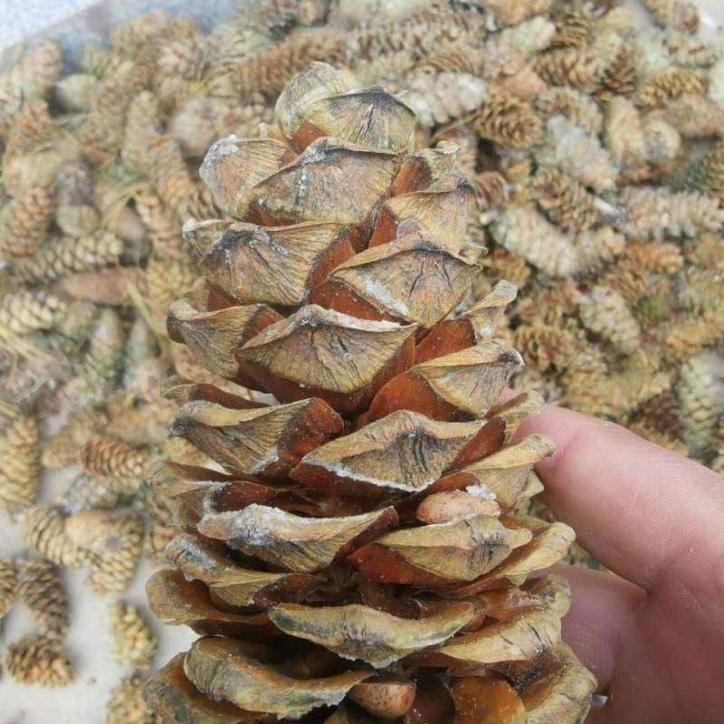 新鲜松子大量供应加工厂市场档口批发零售全国可供