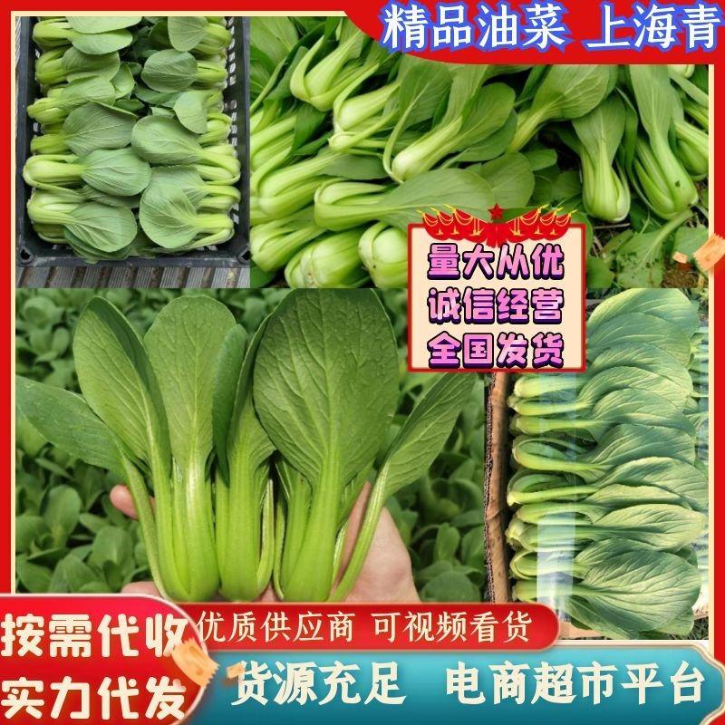 江苏小油菜精品上海青货源充足社区团购供全国商超