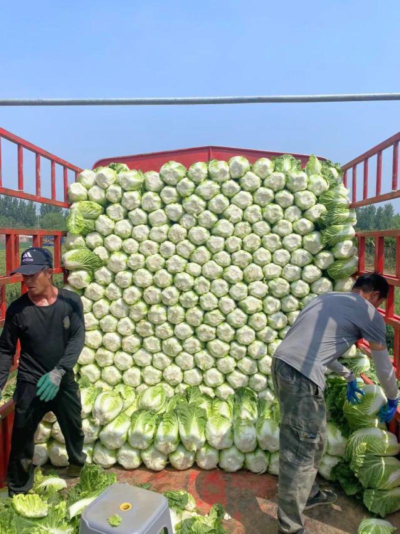 精品黄心白菜基地直发品质保证量大从优全国发货