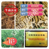 秋彤夏甜春晓，毛桃苗芽苗嫁接苗实生苗占地苗，优惠出苗中