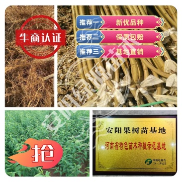 秋彤夏甜春晓，毛桃苗芽苗嫁接苗实生苗占地苗，优惠出苗中