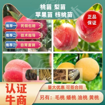 桃苗中蟠13中蟠15中蟠7中蟠19中盘9,毛桃苗油桃苗蟠