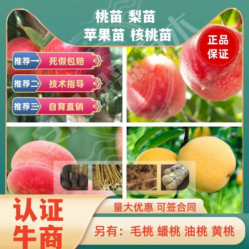 桃苗中蟠13中蟠15中蟠7中蟠19中盘9，毛桃苗油桃苗蟠