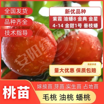 新品种桃苗，36-3奶油盘油桃苗蟠桃苗黄桃苗中桃中油金黄