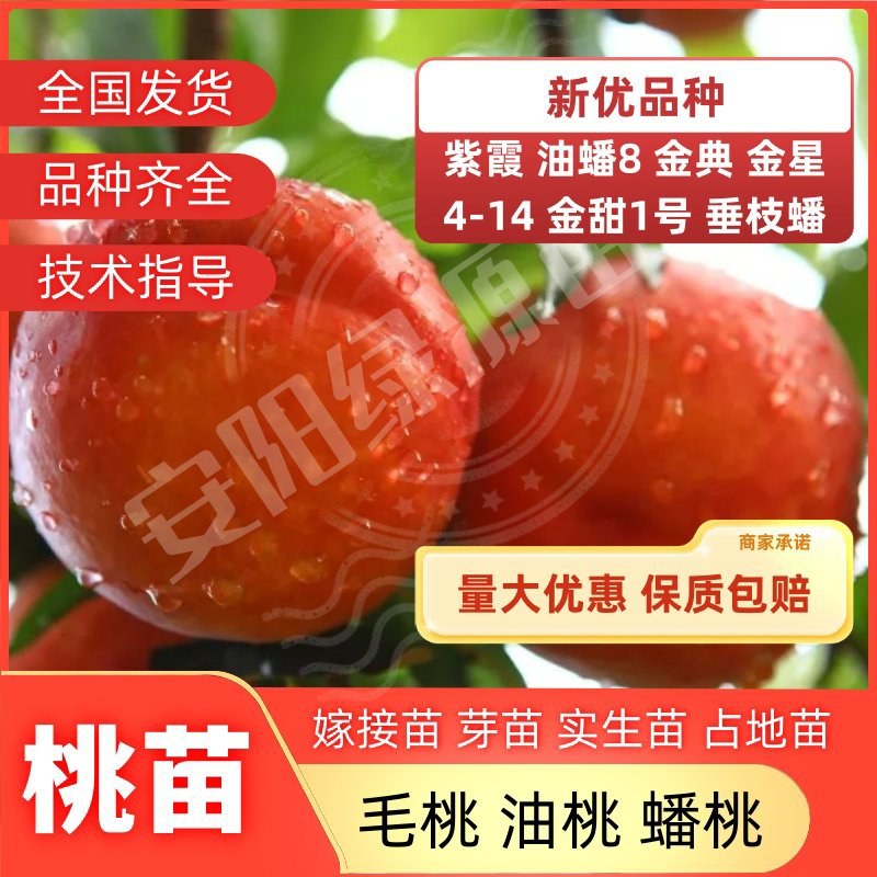 新品种桃苗，36-3奶油盘油桃苗蟠桃苗黄桃苗中桃中油金黄