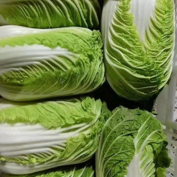 江苏海安黄心大白菜/产地大量供应，超市/电商/超市