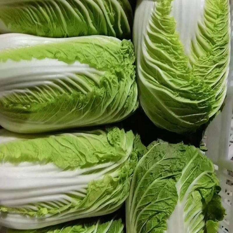 江苏海安黄心大白菜/产地大量供应，超市/电商/超市