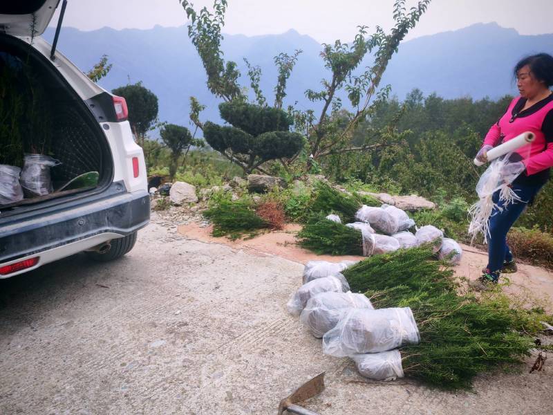 四川“夏禹林”曼地亚红豆杉小苗，基地发货量大价更优。