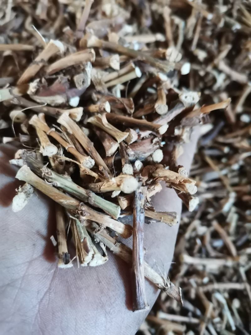 砂仁根