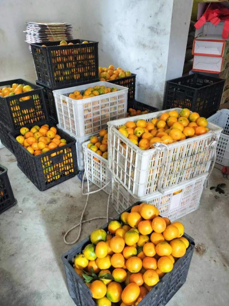 精品蜜橘大量上市品质保证支持代发社区电商欢迎联