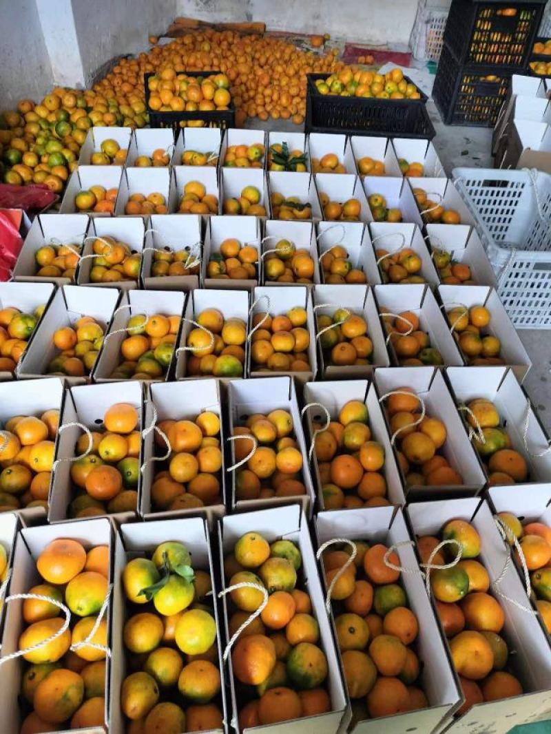精品蜜橘大量上市品质保证支持代发社区电商欢迎联