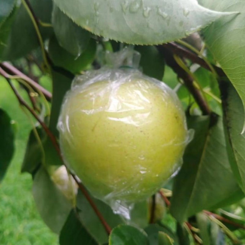 黄冠梨，膜袋皇冠梨，白皇冠梨，大量供货，质量好需要联系