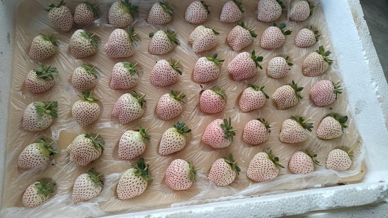 【推荐】山东青岛精品草莓，白色恋人，酸甜可口，品质保证