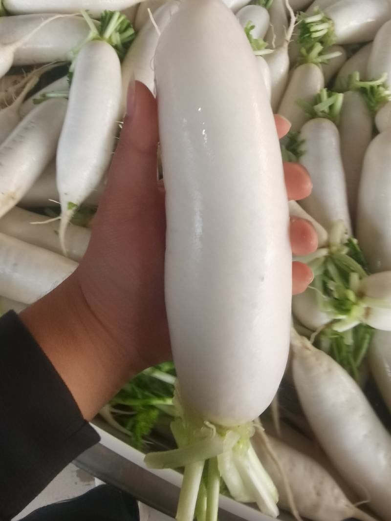 产地直销精品白萝卜大量有货新鲜采摘欢迎咨询