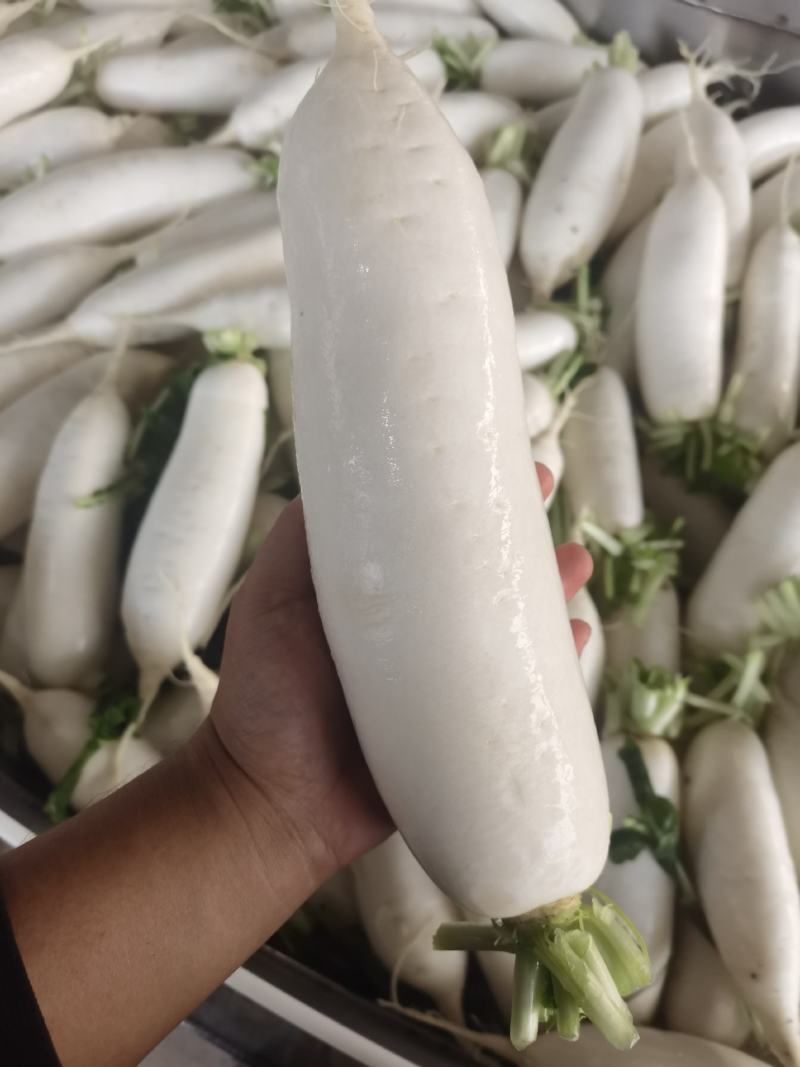 产地直销精品白萝卜大量有货新鲜采摘欢迎咨询