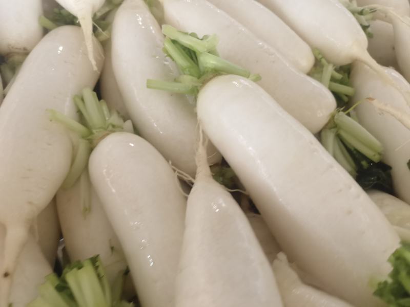 产地直销精品白萝卜大量有货新鲜采摘欢迎咨询