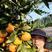 湖北特早熟蜜橘柑桔产地货源充足果园看货现摘现发欢迎来电