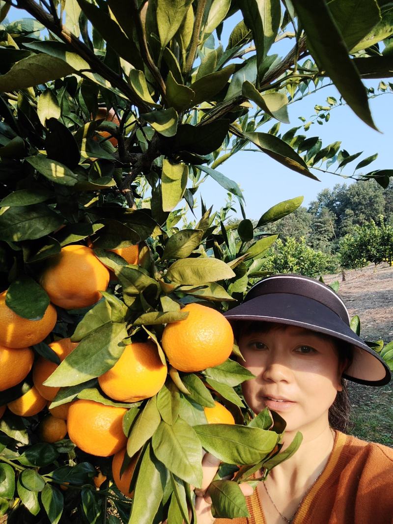 湖北特早熟蜜橘柑桔产地货源充足果园看货现摘现发欢迎来电