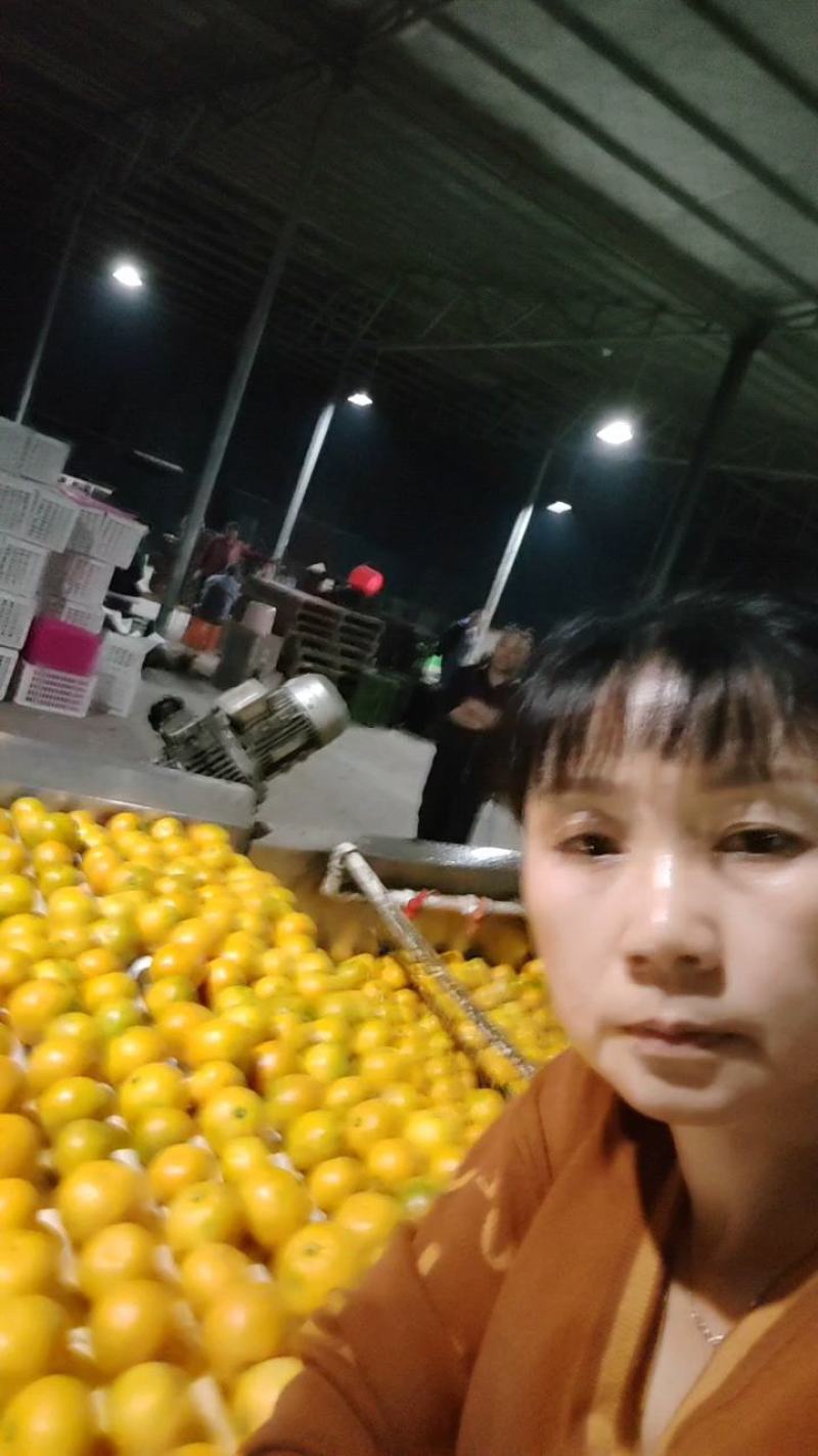 湖北特早熟蜜橘柑桔产地货源充足果园看货现摘现发欢迎来电