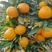 湖北特早熟蜜橘柑桔产地货源充足果园看货现摘现发欢迎来电