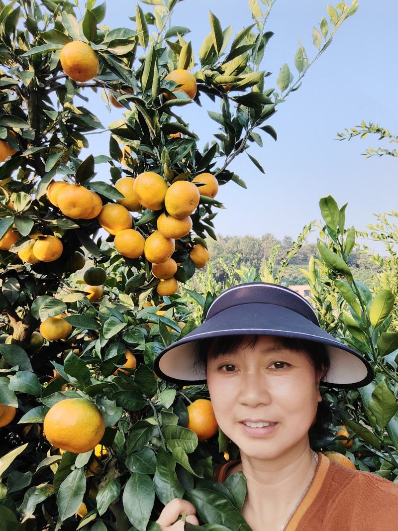 湖北特早熟蜜橘柑桔产地货源充足果园看货现摘现发欢迎来电