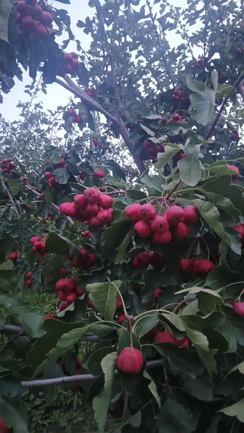歪巴山楂