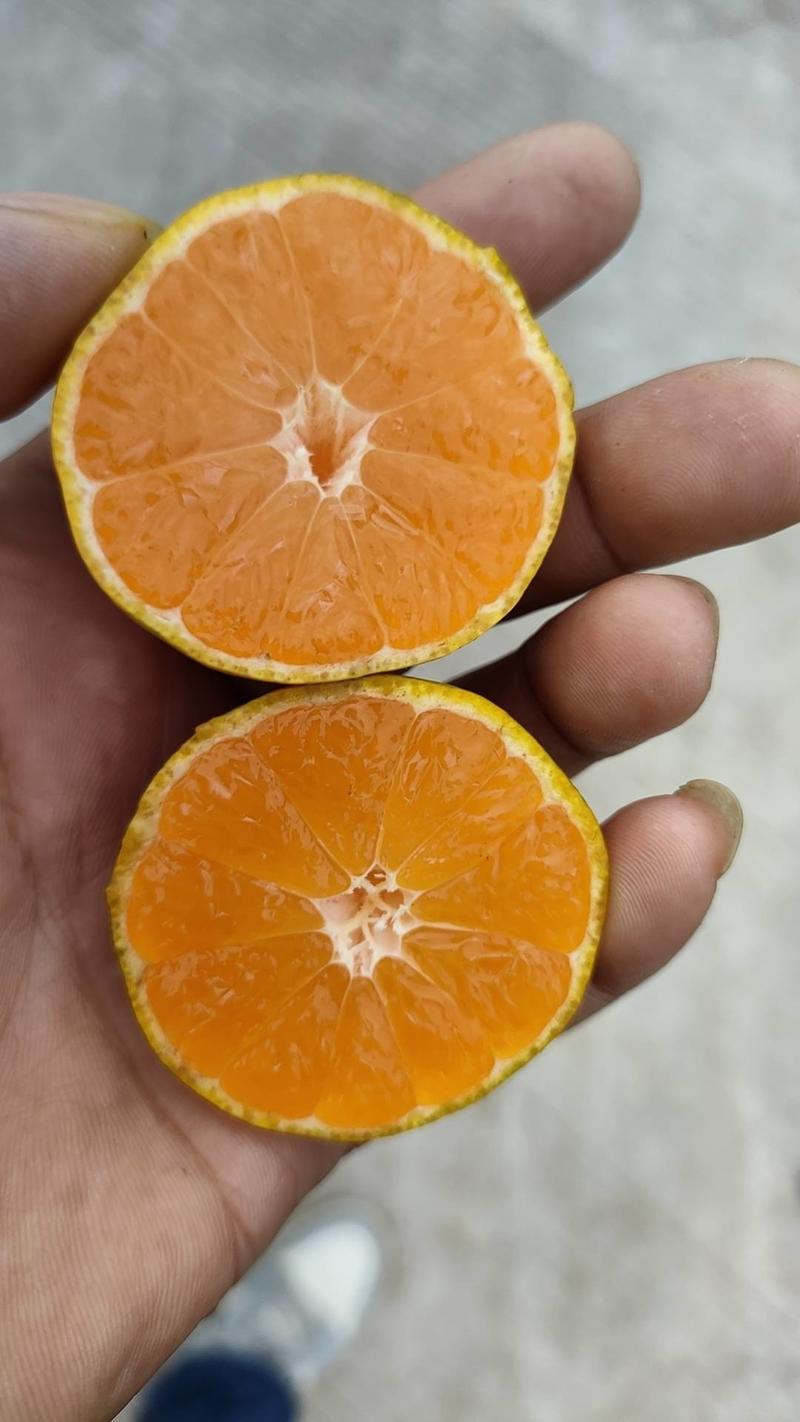 湖南普早柑橘，价格底，蜜橘，叶桔，柑桔。
