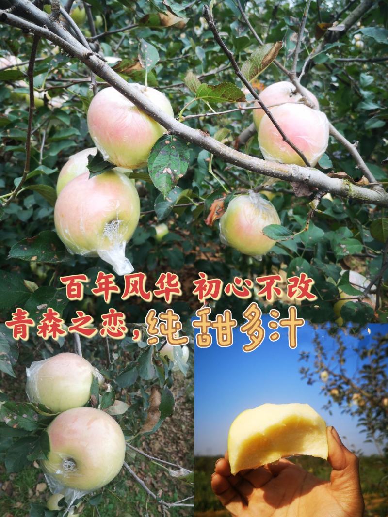 青森苹果纯甜多汁清香适口