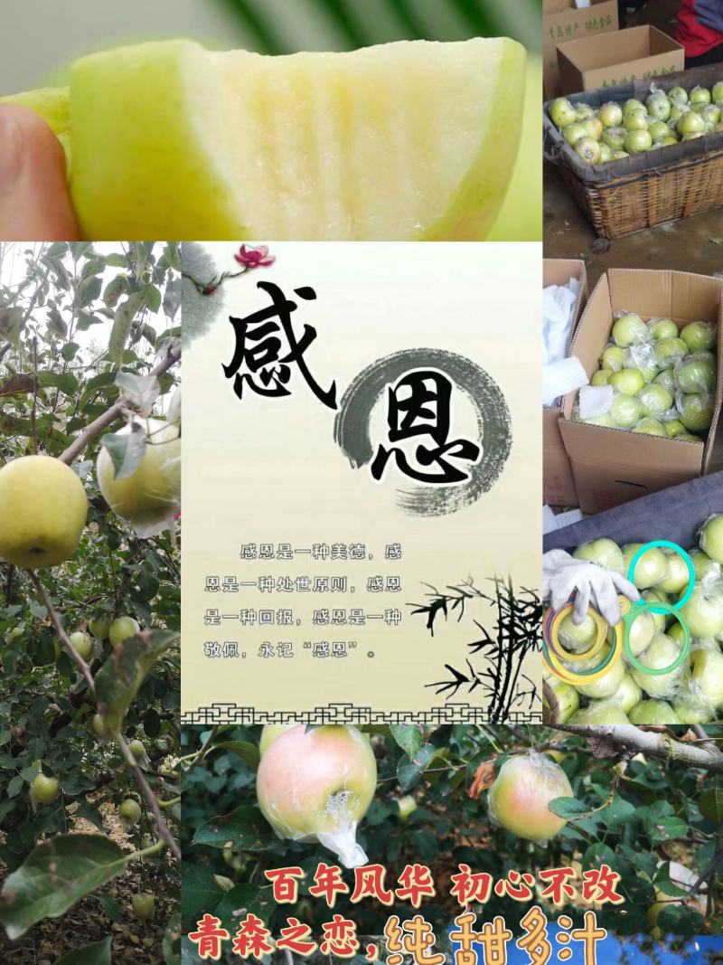 青森苹果纯甜多汁清香适口