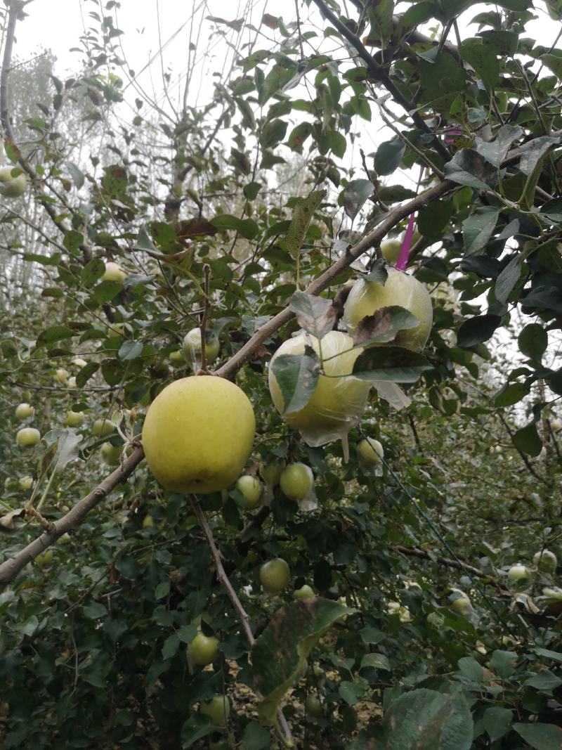 青森苹果纯甜多汁清香适口