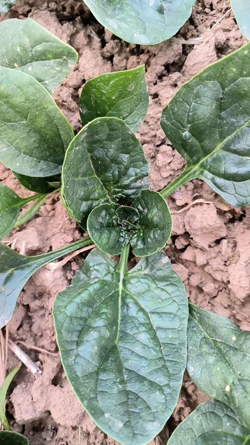 趴地菠菜小叶菠菜大田种植菠菜货源充足代收代发