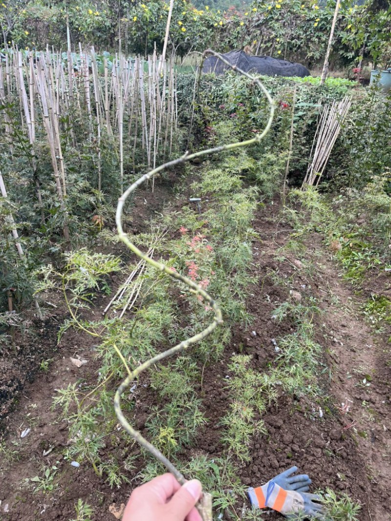 外山羽毛枫小苗青枝红叶自然成型的品种