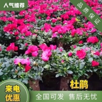 杜鹃花盆栽带花苞红色西玛四季常青花卉室内耐寒好养活杜鹃花