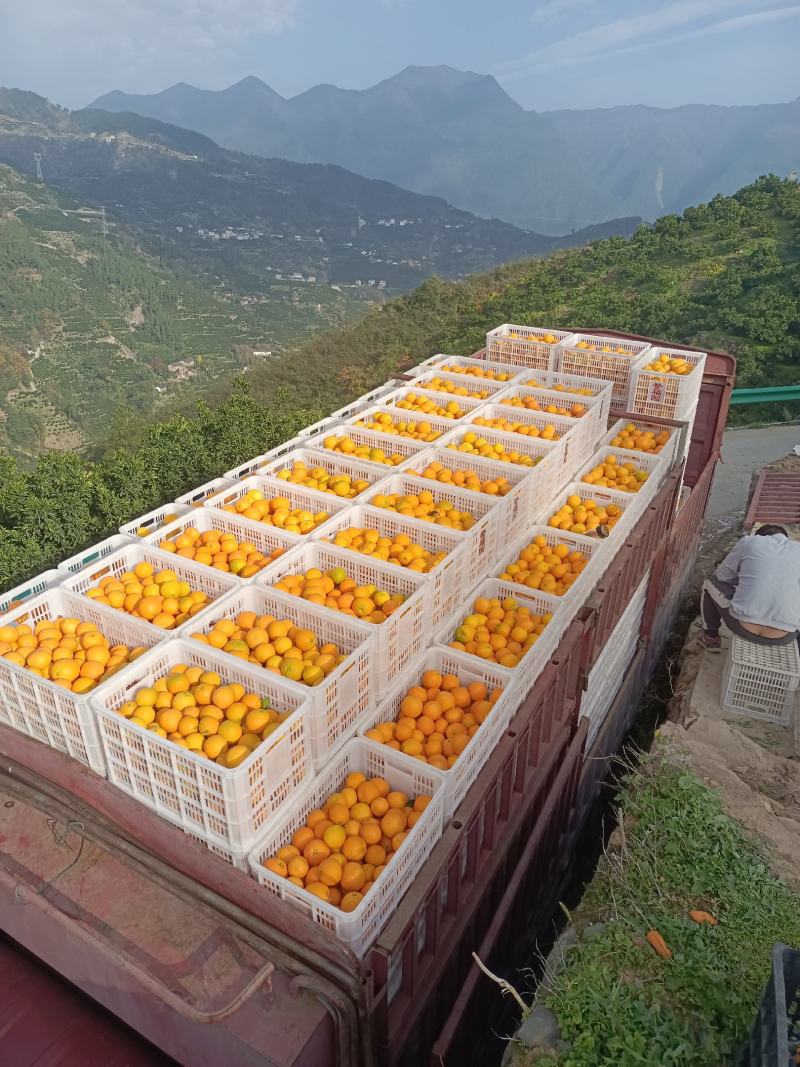 【实力供货】脐橙，纽荷尔脐橙秭归纽荷尔脐橙电商市场货