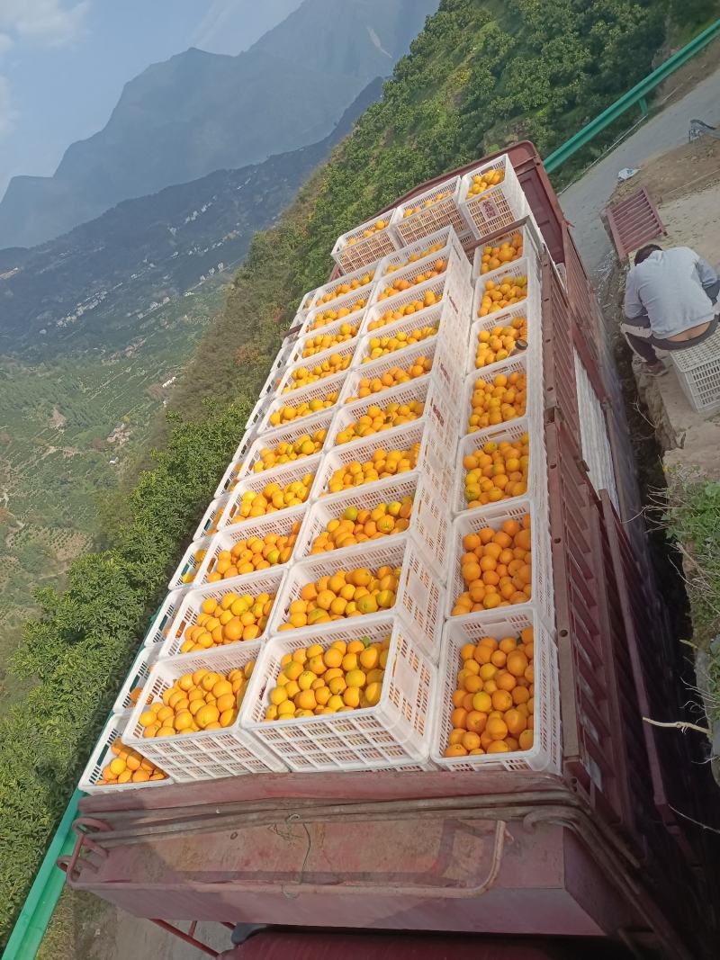 【实力供货】脐橙，纽荷尔脐橙秭归纽荷尔脐橙电商市场货