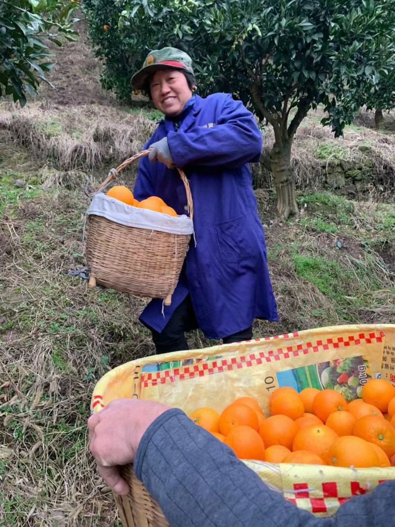 【实力供货】脐橙，纽荷尔脐橙秭归纽荷尔脐橙电商市场货