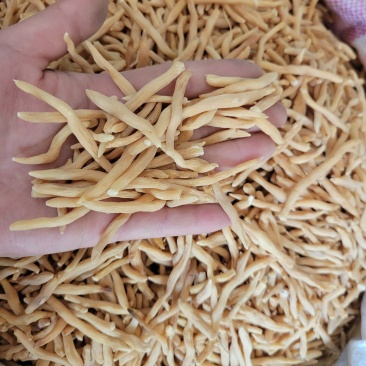 麦冬选货山麦冬多种规格大货供应七彩百草中药材批发
