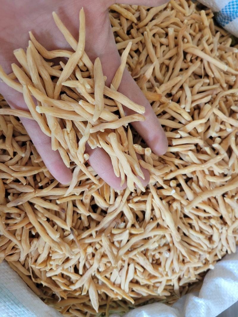 麦冬选货山麦冬多种规格大货供应七彩百草中药材批发