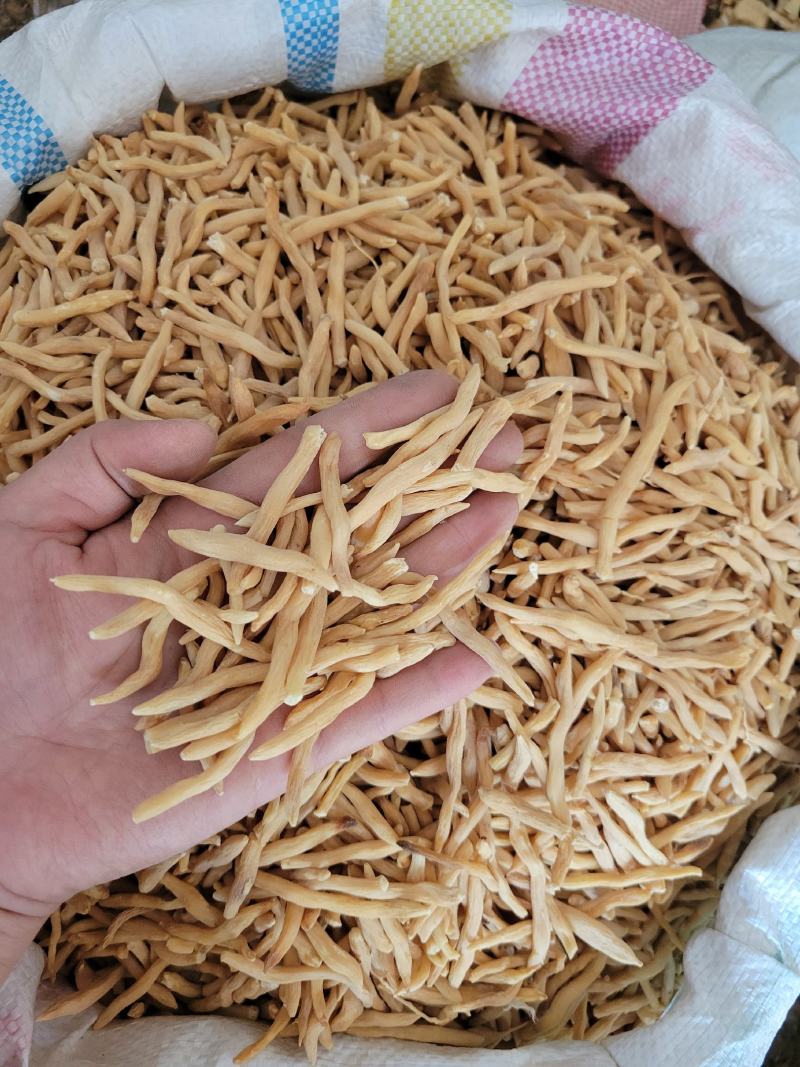 麦冬选货山麦冬多种规格大货供应七彩百草中药材批发