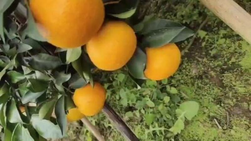 四川爱媛果冻橙现在口感已到**时候。电商果商品果
