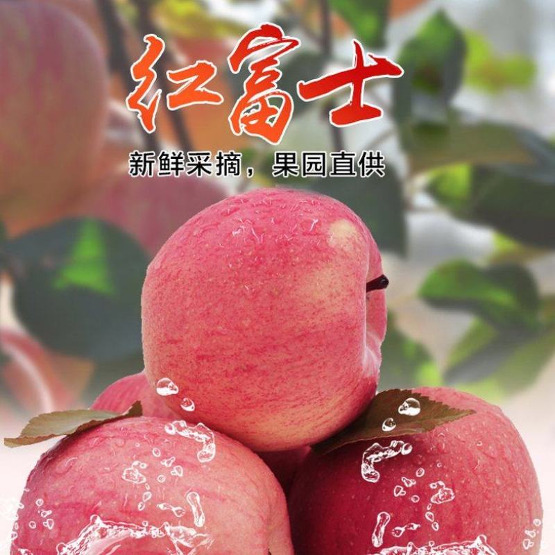 红富士苹果，大量上市中，产地直发，欢迎采购