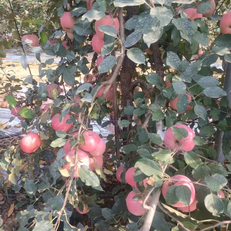 红富士苹果，大量上市中，产地直发，欢迎采购
