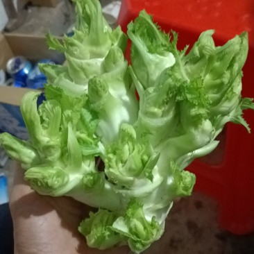 儿菜